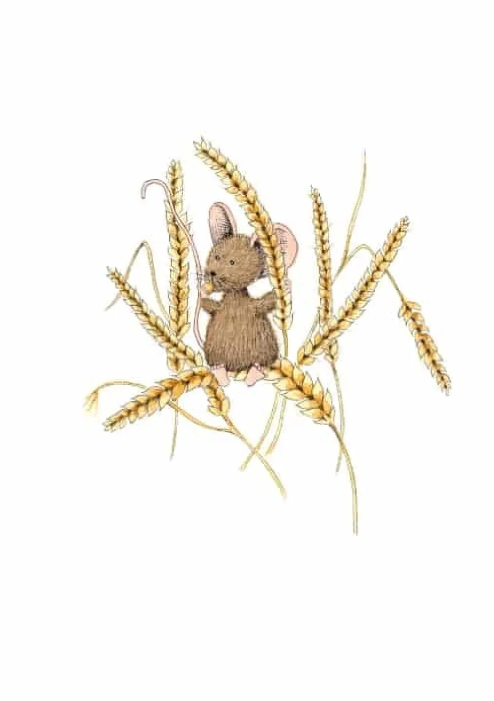 Anillustration Wenskaarten^Ansichtkaart Muis op tarwe