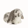 Living Nature Living Nature|Bekijk Alles^Knuffel Konijn Nederlandse Hangoor Dwerg Grijs