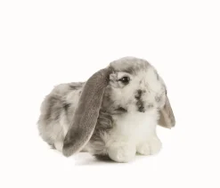 Living Nature Living Nature|Bekijk Alles^Knuffel Konijn Nederlandse Hangoor Dwerg Grijs