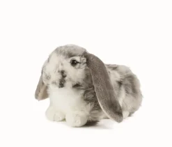 Living Nature Living Nature|Bekijk Alles^Knuffel Konijn Nederlandse Hangoor Dwerg Grijs