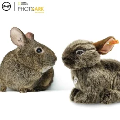 Steiff Steiff|Bekijk Alles^Knuffel Konijn National Geographic Vula Vulkaankonijn