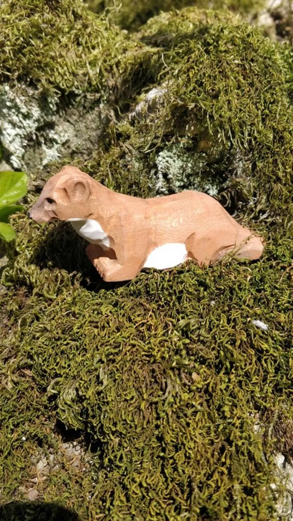 Wudimals Bosdieren|Marterachtigen^Hermelijn 40716