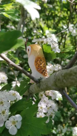 Wudimals Vogels|Vogels^Kerkuil 41008