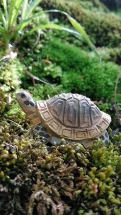 Wudimals Bosdieren|Reptielen^Schildpad 40704